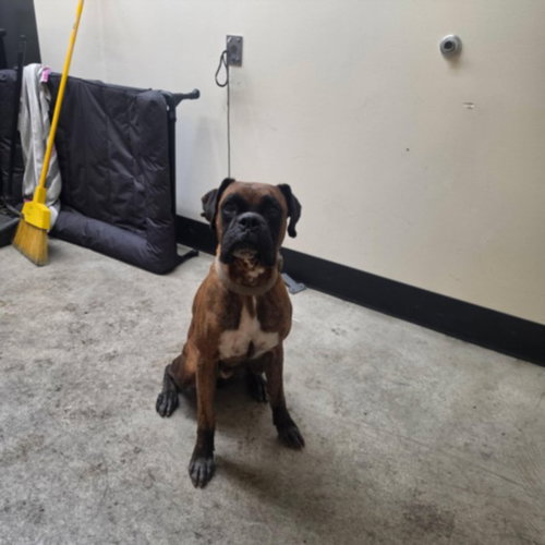 Bruce, Boxer (medium coat)