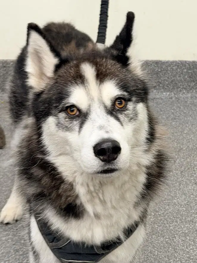 Lu Lu - Husky