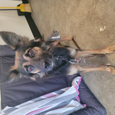 Zelda, German Shepherd Dog (medium coat)
