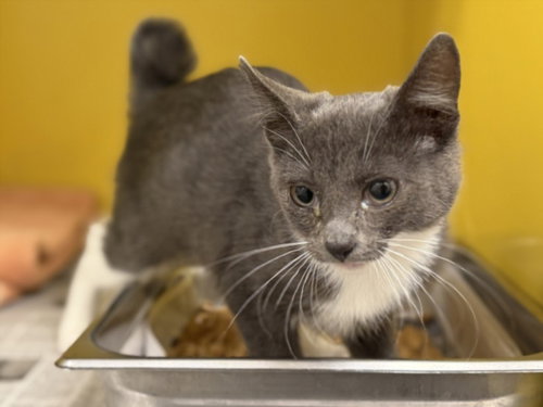 Bunny, Domestic Short Hair (medium coat)