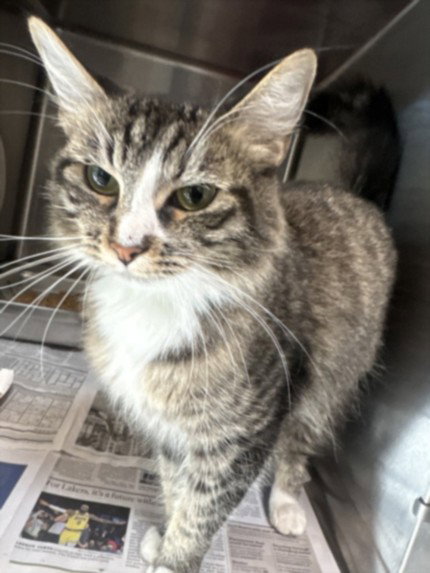 Mey, Domestic Short Hair (medium coat)