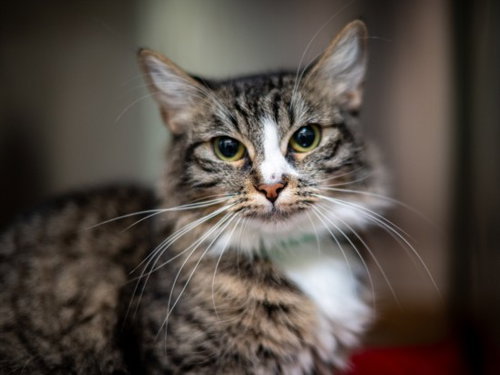 Mey, Domestic Short Hair (medium coat)
