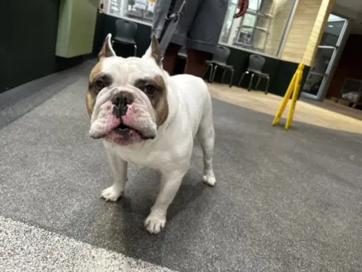 Ozzy - English Bulldog