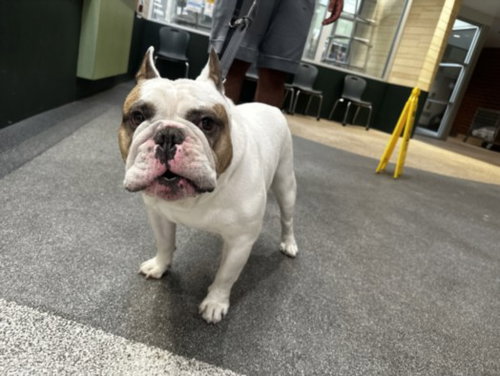 Ozzy, English Bulldog (medium coat)