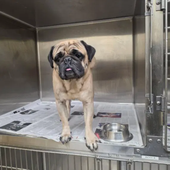 Duke - Pug