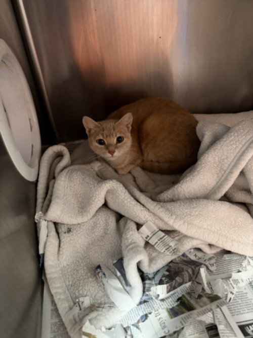Amber, Domestic Short Hair (medium coat)