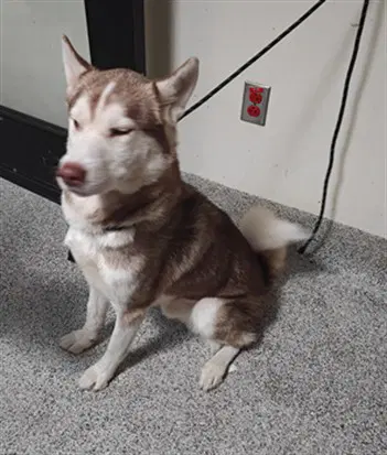 Leo - Siberian Husky