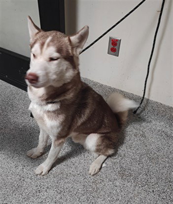 Leo, Siberian Husky (medium coat)