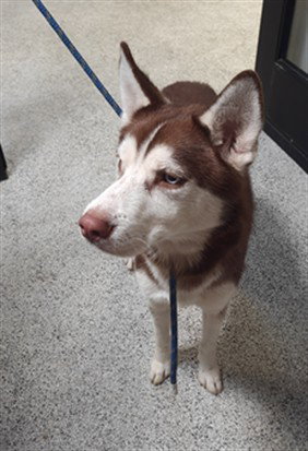 Sasha, Siberian Husky (medium coat)