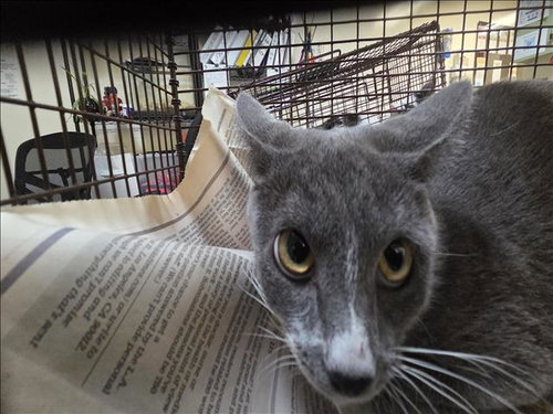 Tanya, Domestic Short Hair (medium coat)