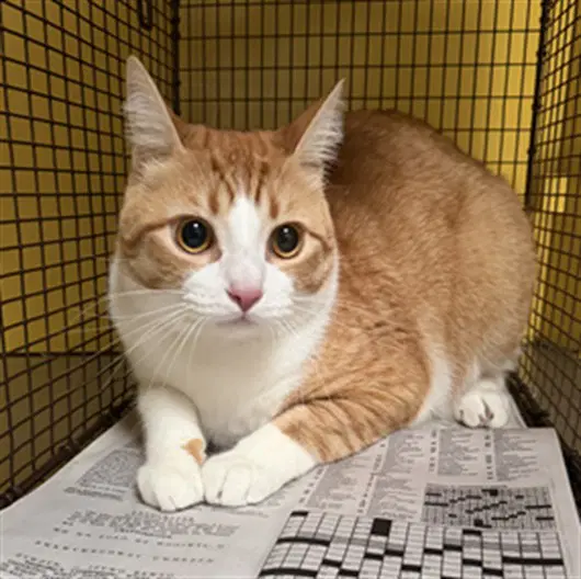 Cleo - Domestic Short Hair