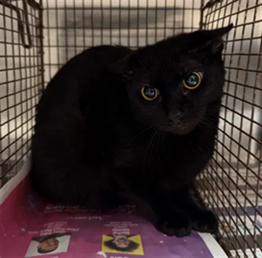 Guido - Domestic Short Hair