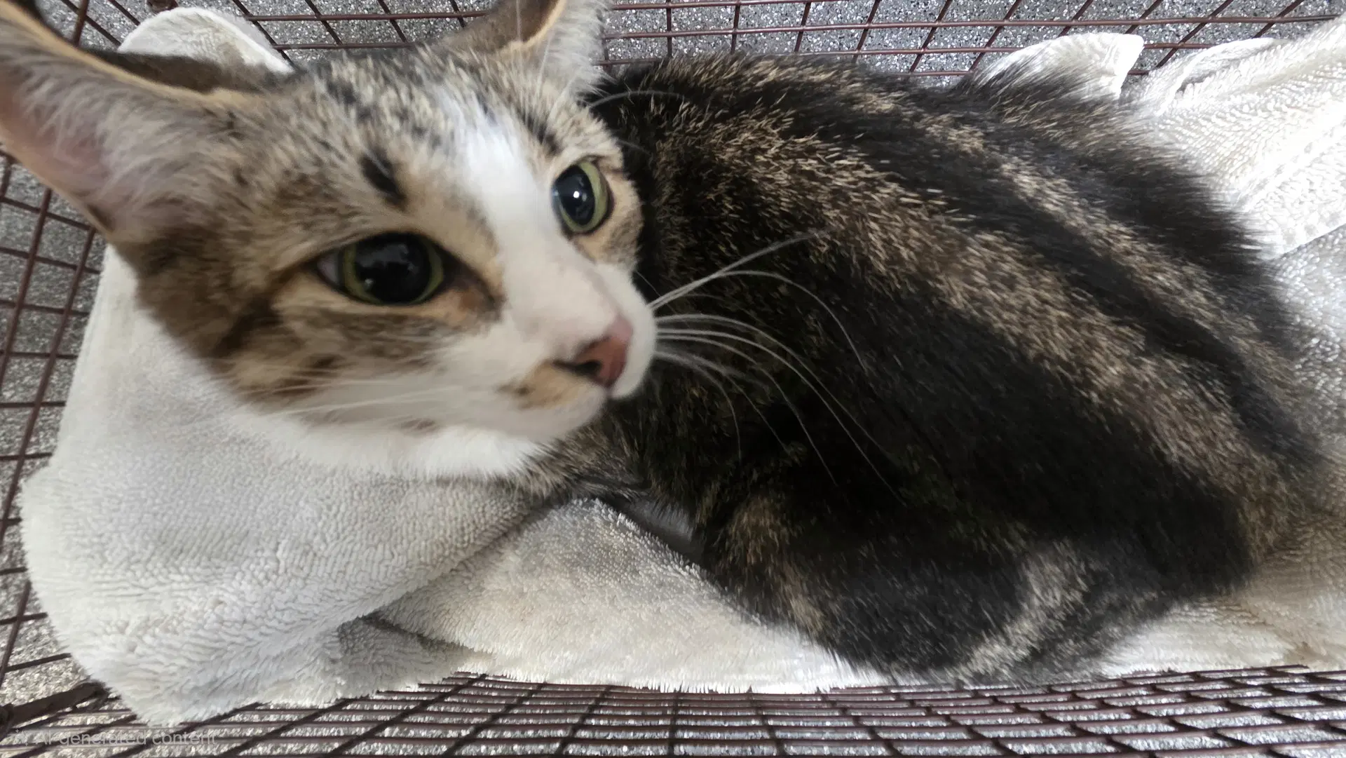 Mimi - Domestic Short Hair
