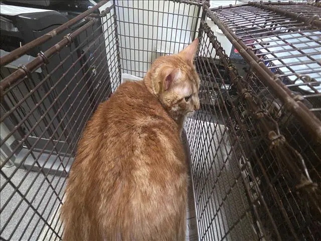 Tiger - Domestic Short Hair