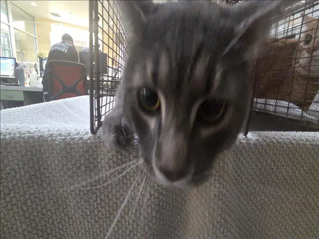Ash - Domestic Short Hair