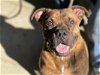 adoptable Dog in chatsworth, CA named BENJAMIN