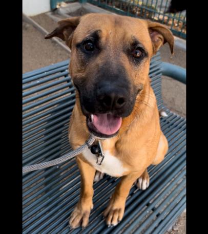 adoptable Dog in Chatsworth, CA named CHASE