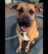 adoptable Dog in chatsworth, CA named CHASE