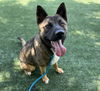 adoptable Dog in Chatsworth, CA named OSO