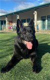 adoptable Dog in chatsworth, CA named CASH