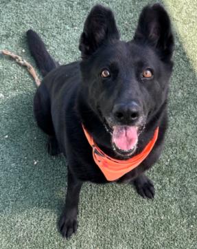 adoptable Dog in Chatsworth, CA named PANGA