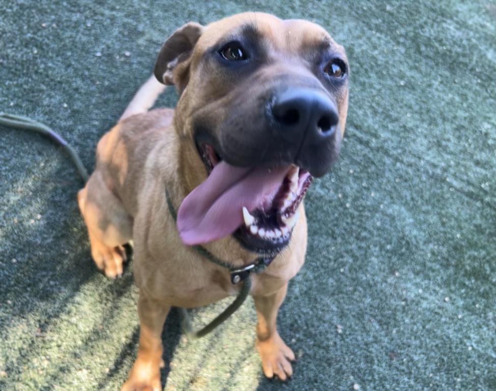 adoptable Dog in Chatsworth, CA named PENELOPE