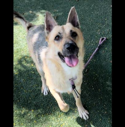 adoptable Dog in Chatsworth, CA named LUNA