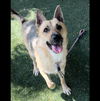 adoptable Dog in Chatsworth, CA named LUNA