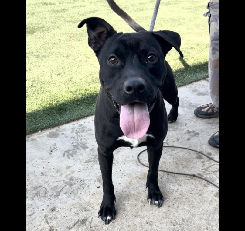 adoptable Dog in Chatsworth, CA named CHAD