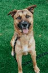 adoptable Dog in chatsworth, CA named BLAZE