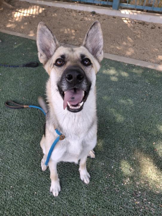 adoptable Dog in Chatsworth, CA named DAKOTA