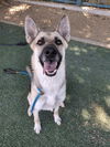 adoptable Dog in Chatsworth, CA named DAKOTA