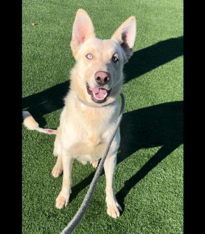 adoptable Dog in Chatsworth, CA named YURIC