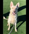 adoptable Dog in  named YURIC