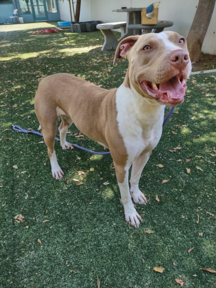 adoptable Dog in Chatsworth, CA named CUPCAKE