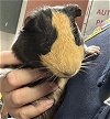adoptable Guinea Pig in  named EXPRESSO
