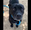 adoptable Dog in chatsworth, CA named BIJOU