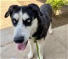 adoptable Dog in chatsworth, CA named BINX