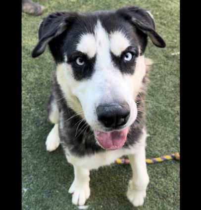 adoptable Dog in Chatsworth, CA named BINX