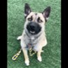 adoptable Dog in chatsworth, CA named BERT