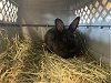 adoptable Rabbit in  named MIDNIGHT