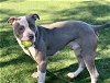 adoptable Dog in  named BLUE