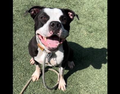 adoptable Dog in Chatsworth, CA named HOOPER