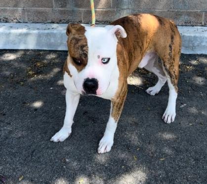 adoptable Dog in Chatsworth, CA named COLLEGE