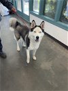 adoptable Dog in  named SCATPACK