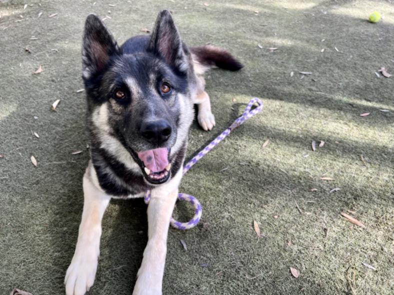 adoptable Dog in Chatsworth, CA named AXEL