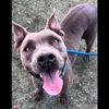 adoptable Dog in Chatsworth, CA named LEXUS