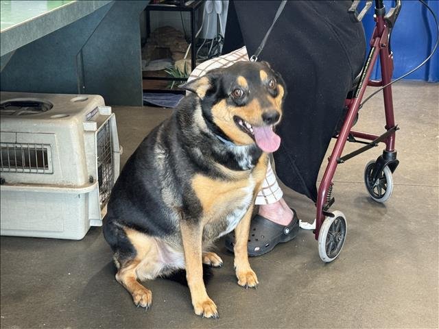 adoptable Dog in Chatsworth, CA named KOBE