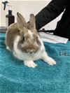 adoptable Rabbit in  named RAIN