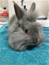 adoptable Rabbit in  named STORM